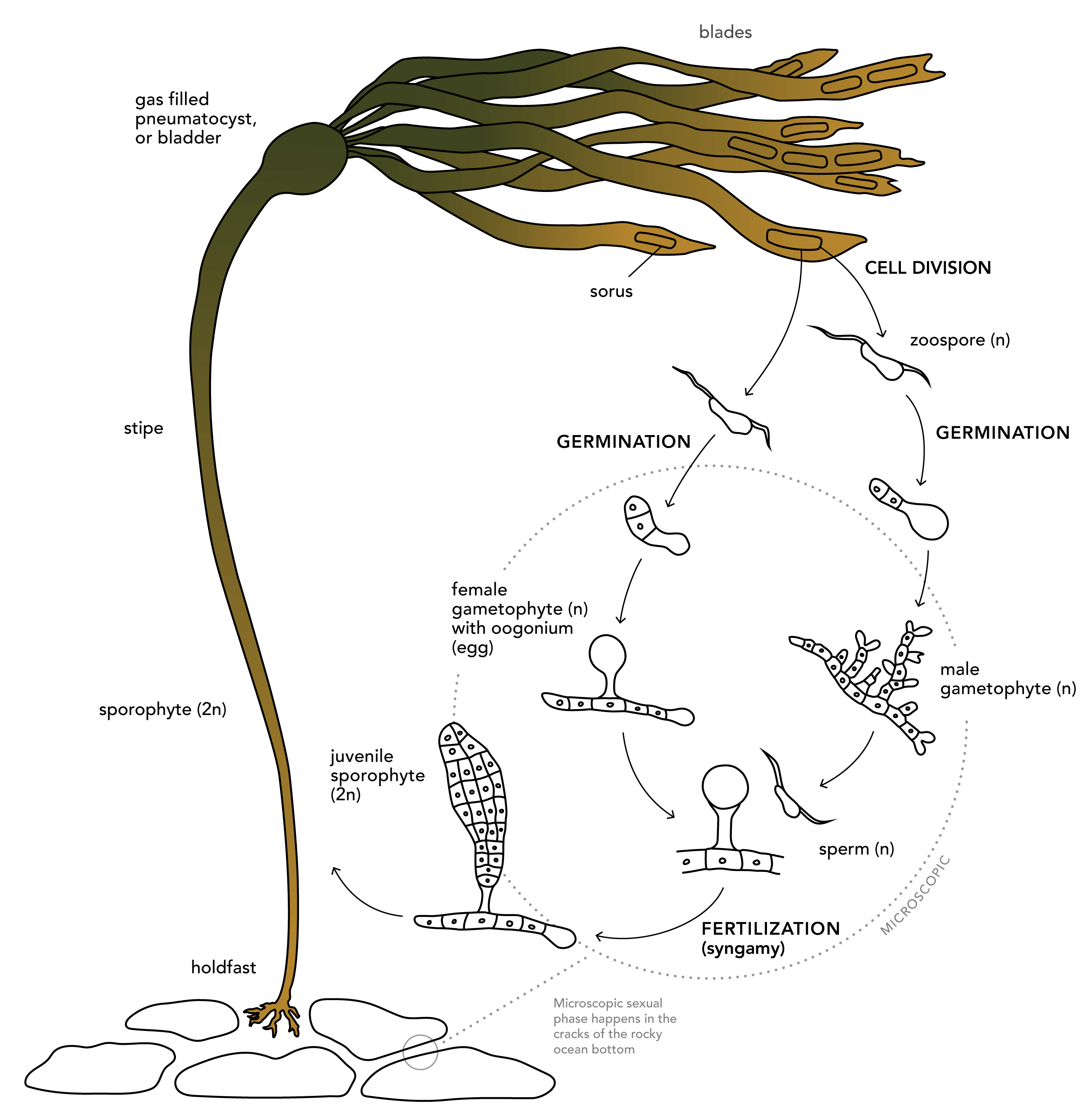 Diagram showing reproduction cycle of Nereocystis luetkeana
