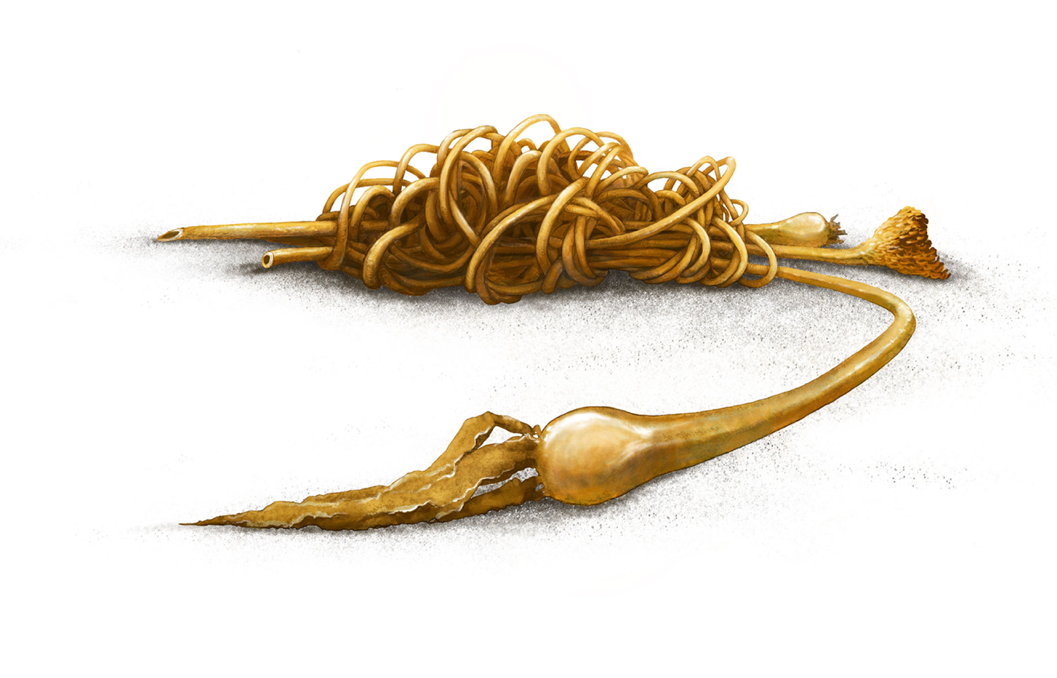 Kelp wrack illustration