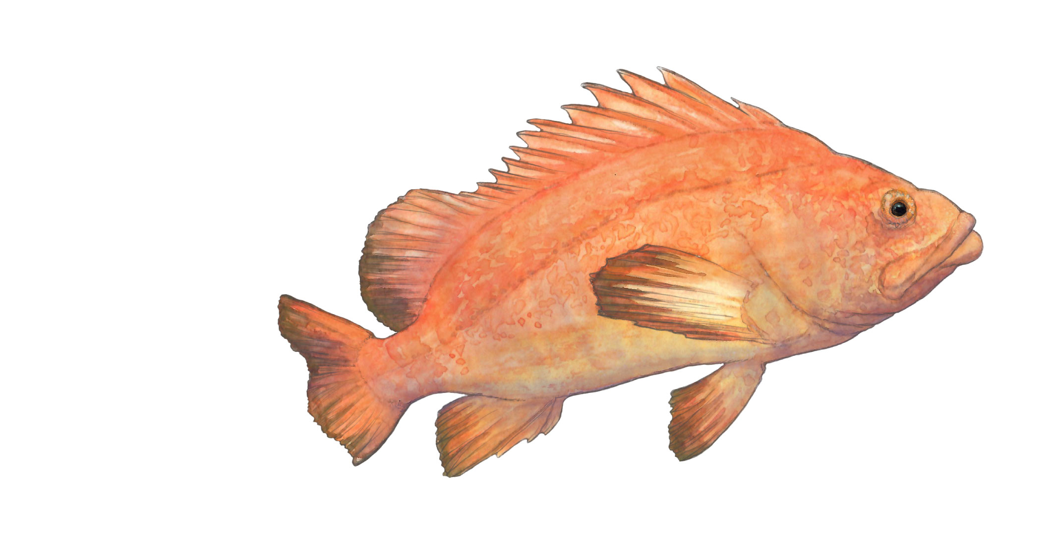 Rockfish illustration
