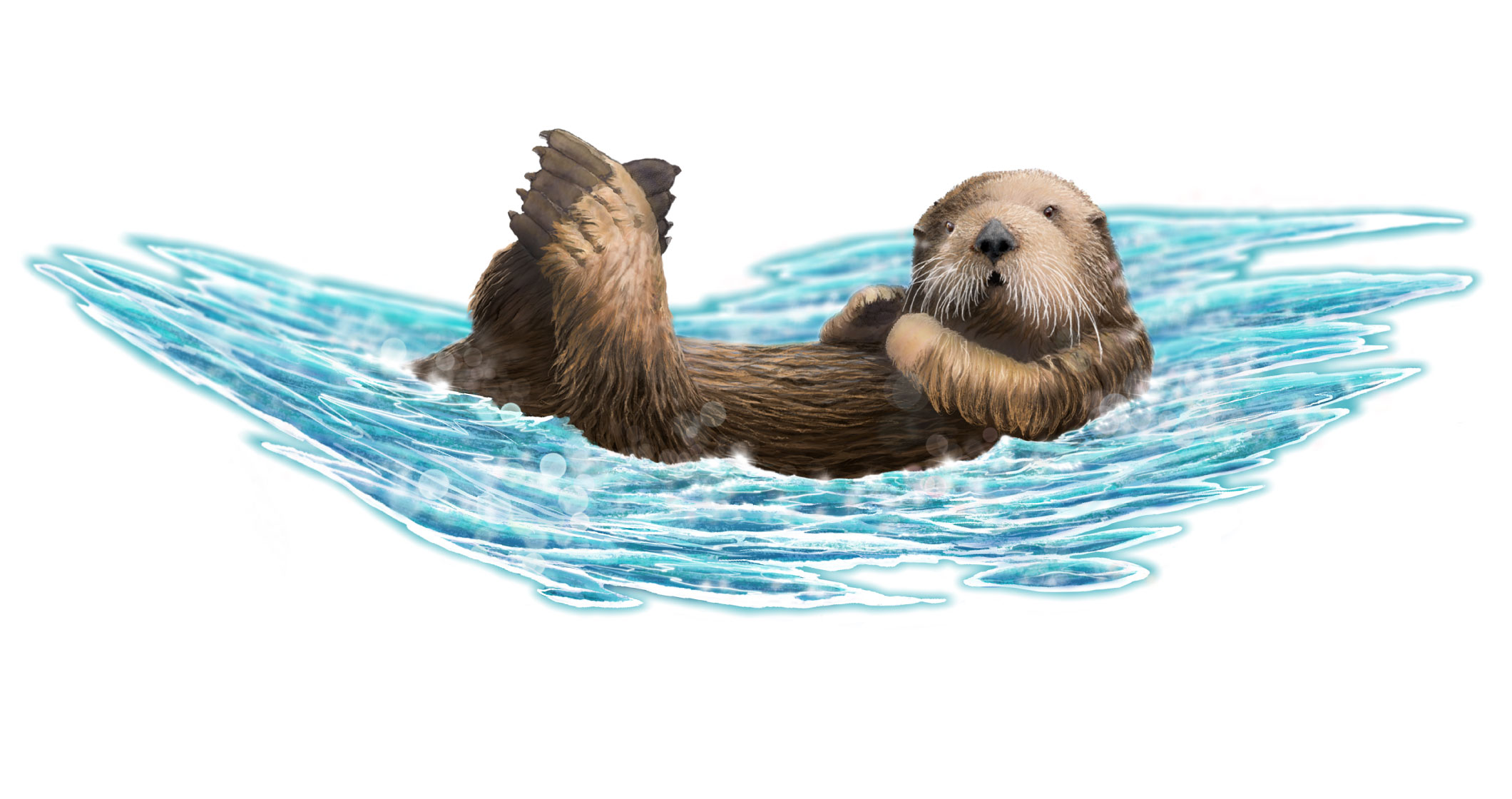 Sea otter illustration