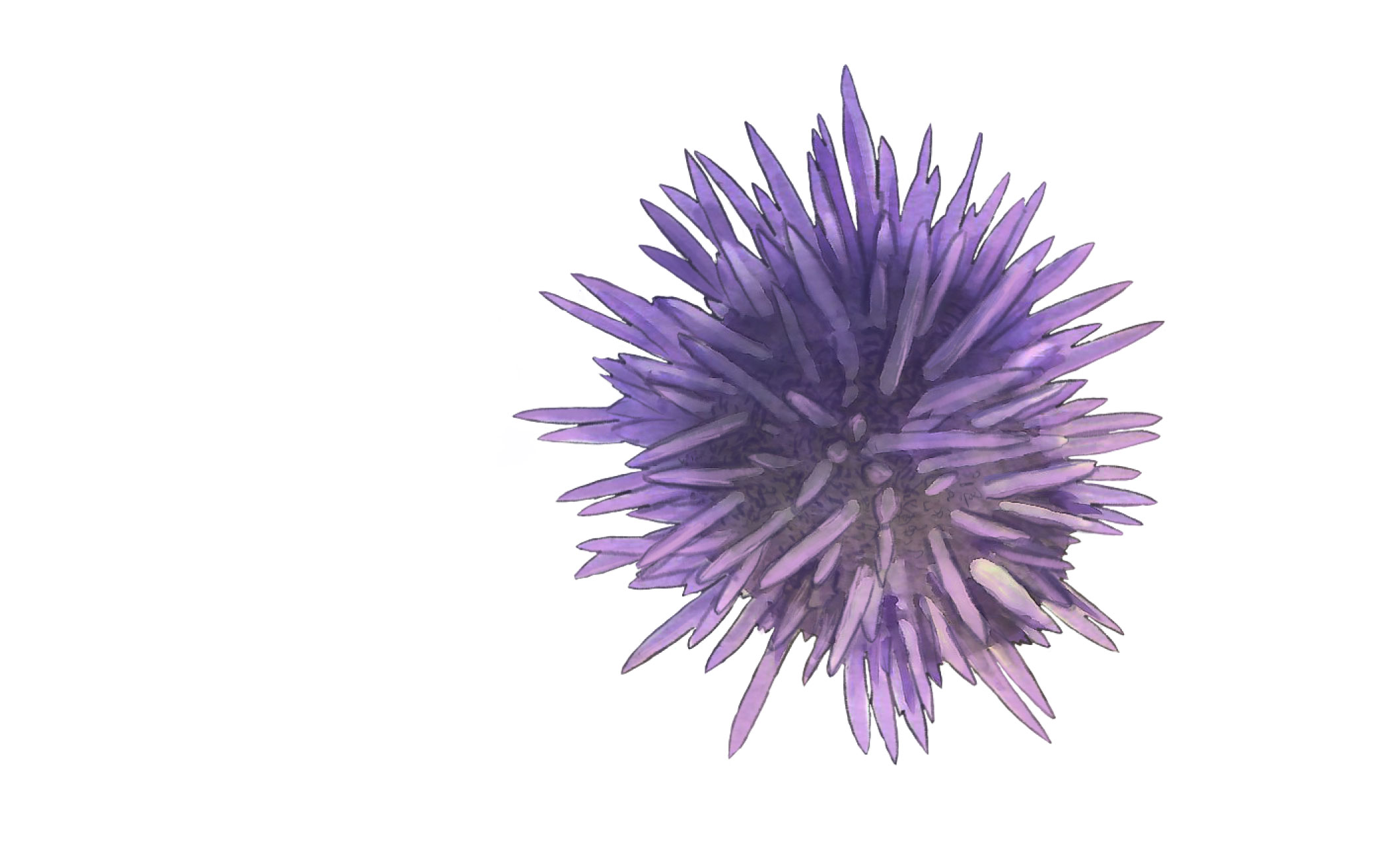 Sea urchin illustration