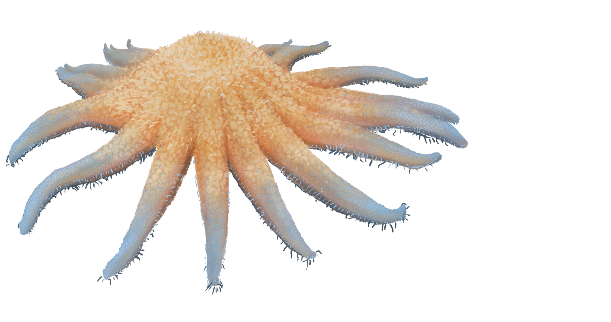 Sunflower sea star illustration