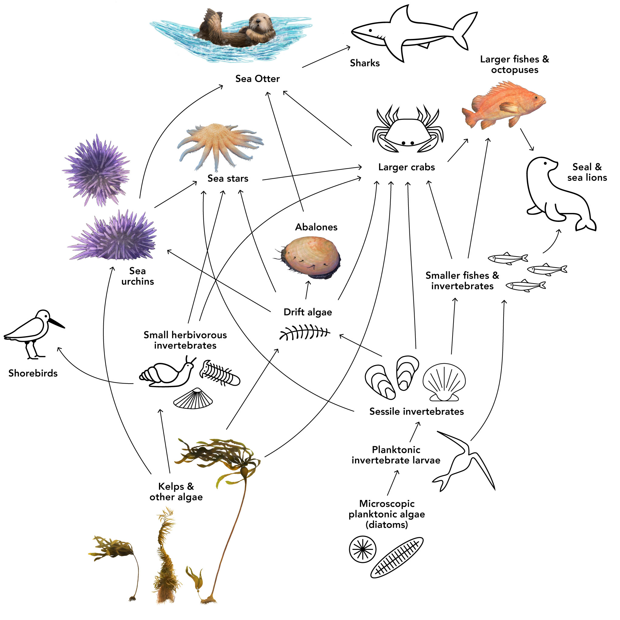 Diagram showing the food web