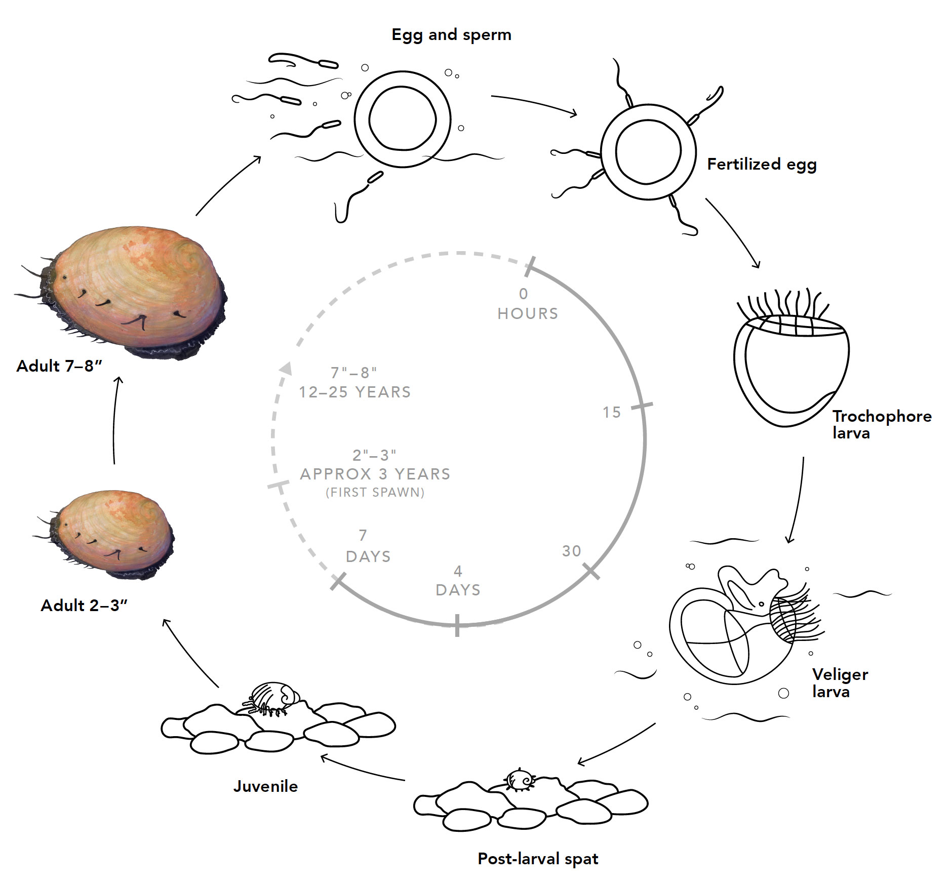 Diagram showing reproduction cycle of Haliotis