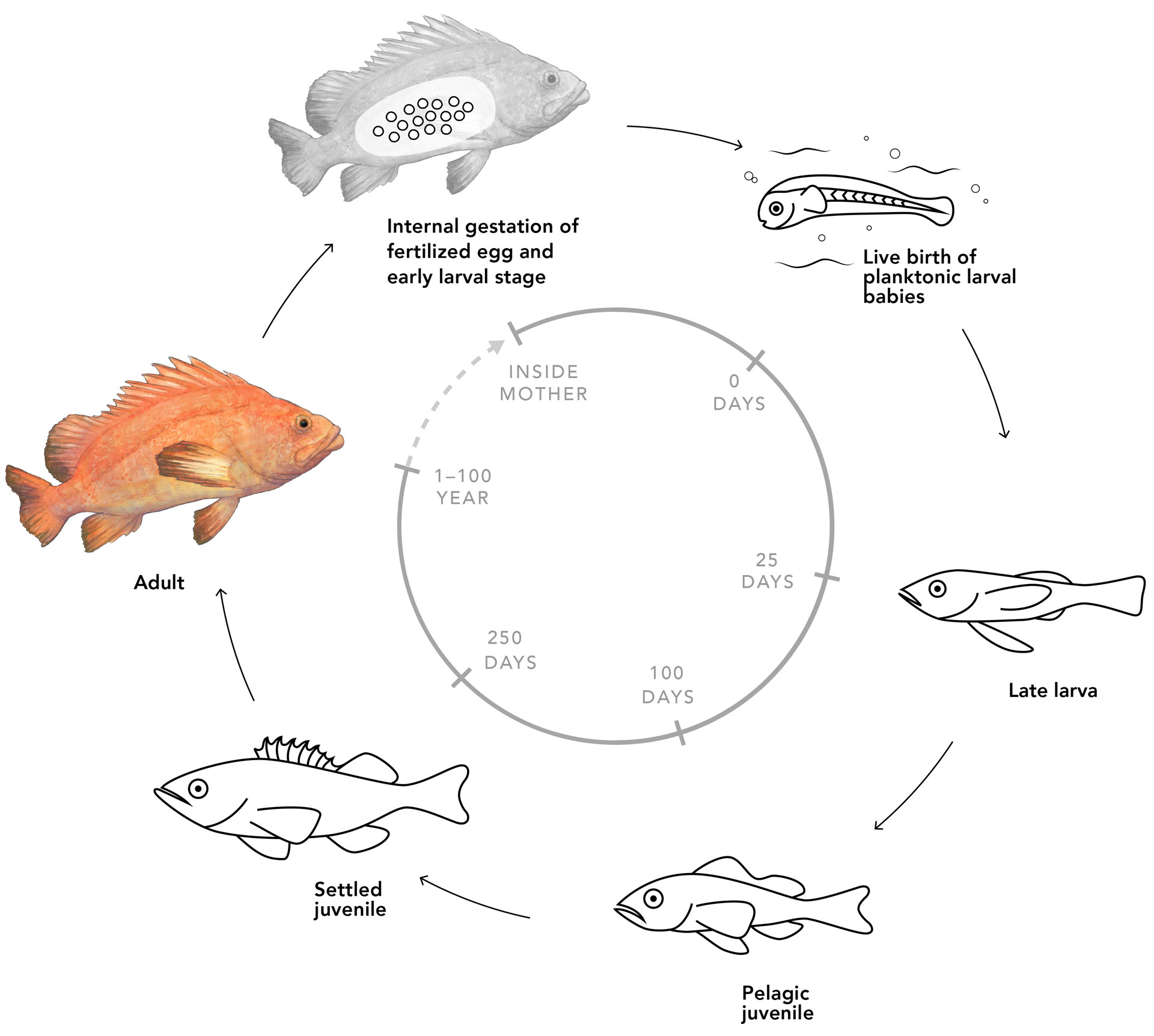 Diagram showing reproduction cycle of Rockfish