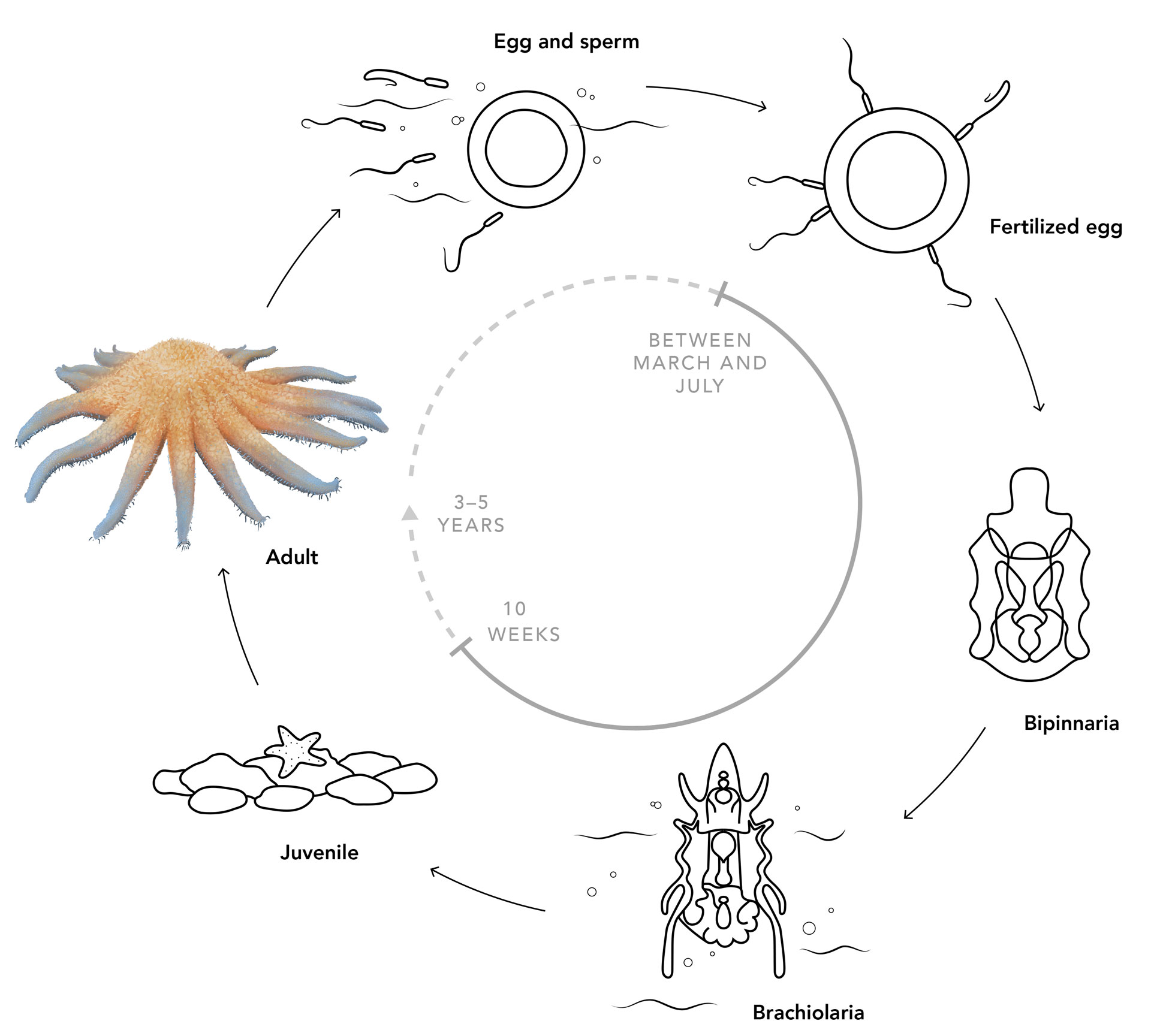 Diagram showing reproduction cycle of Pycnopodia helianthoides