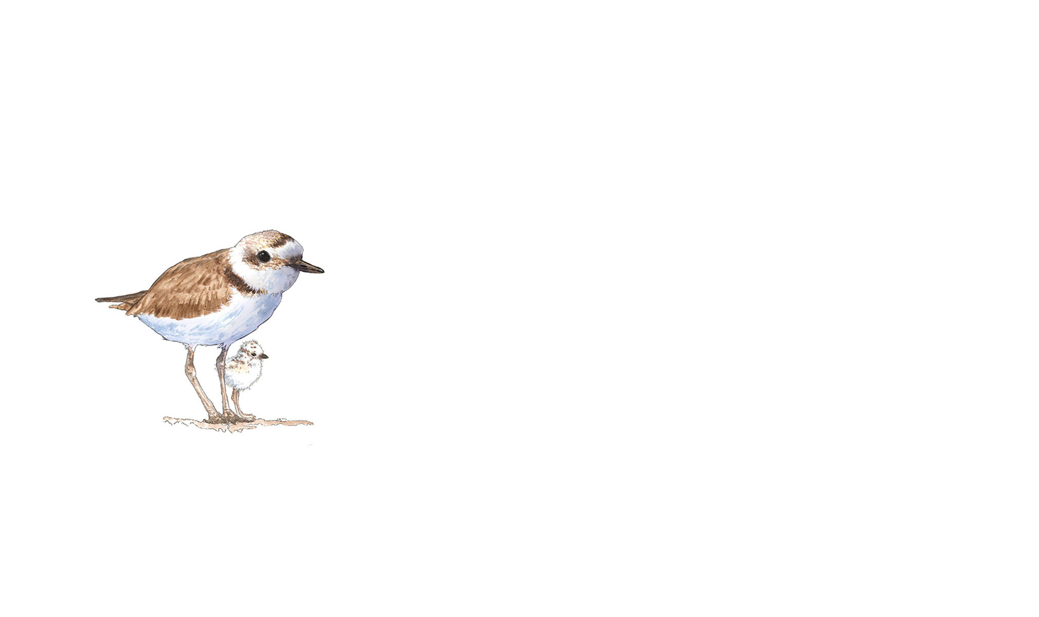 Illustration of Snowy Plover