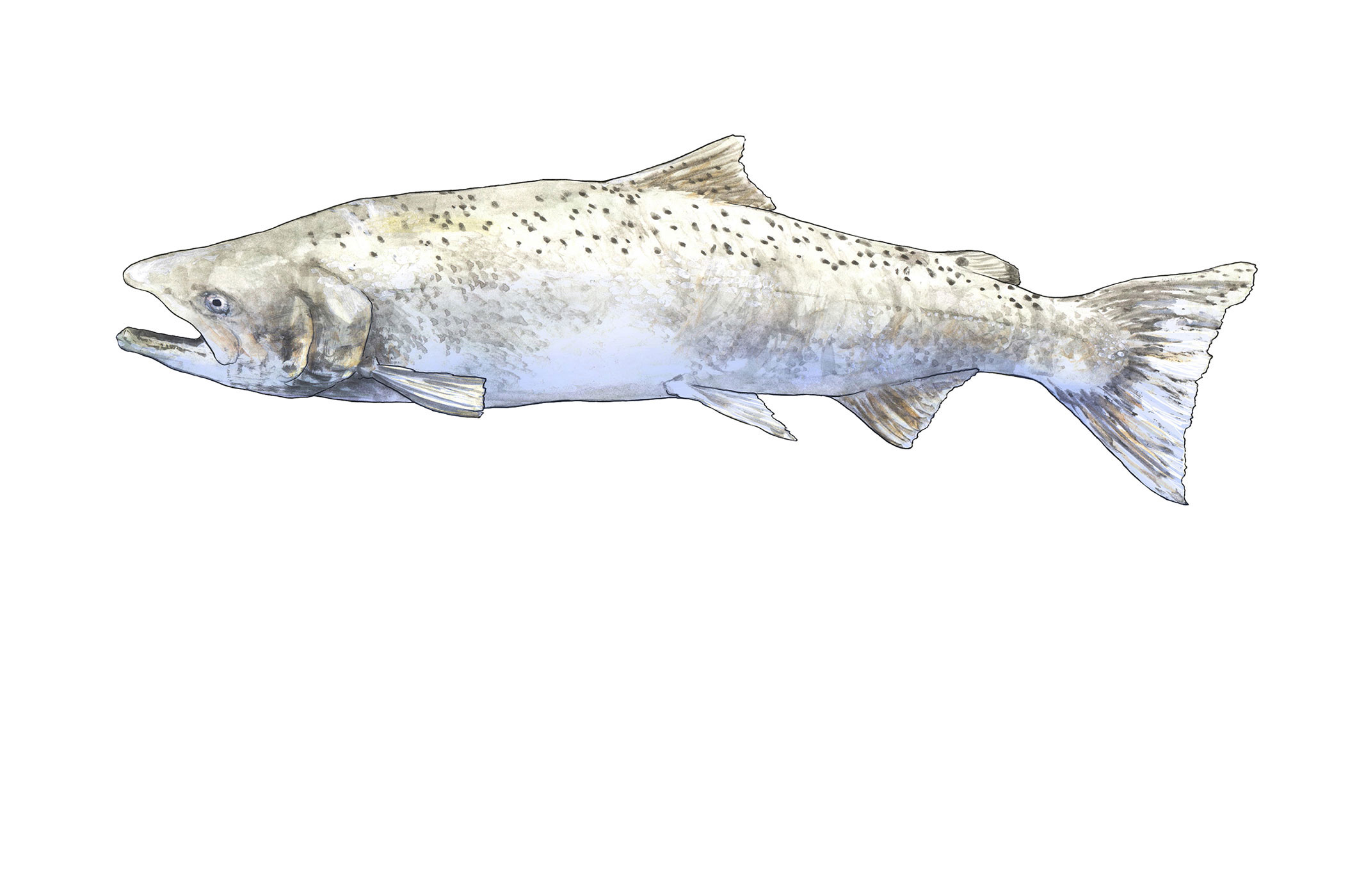 Illustration of Chinook Salmon