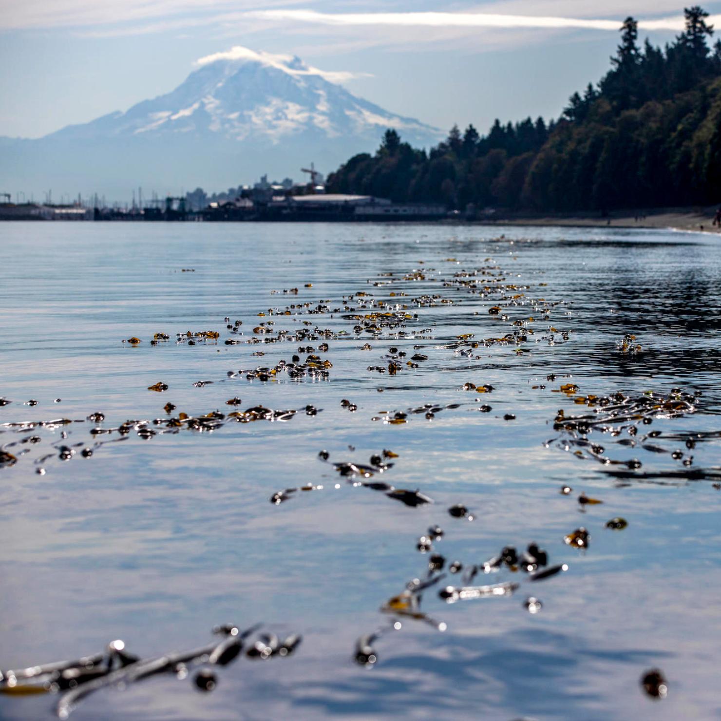 Kelp on surface of water in Puget Sound with Mt. Rainier in the distance.