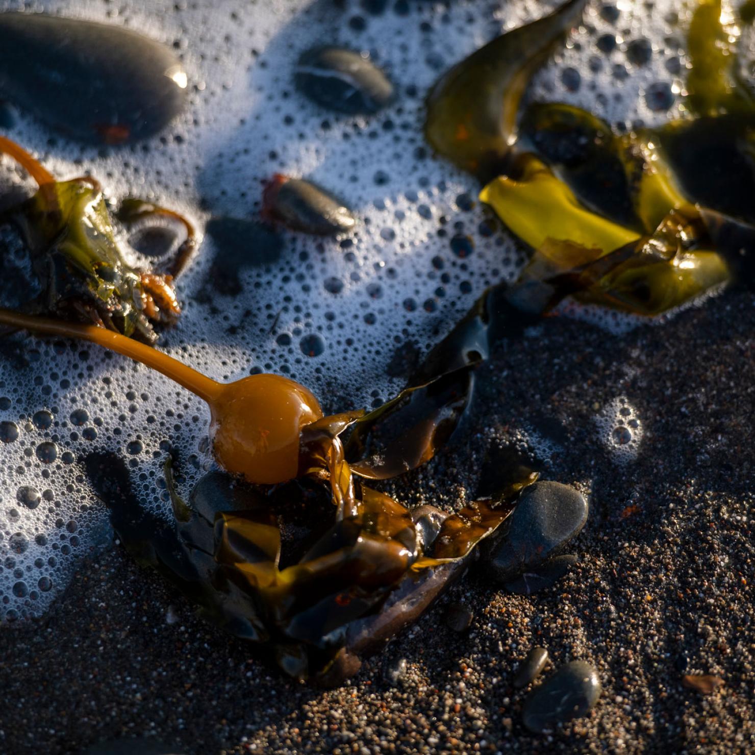 Baby kelp washed ashore in spring