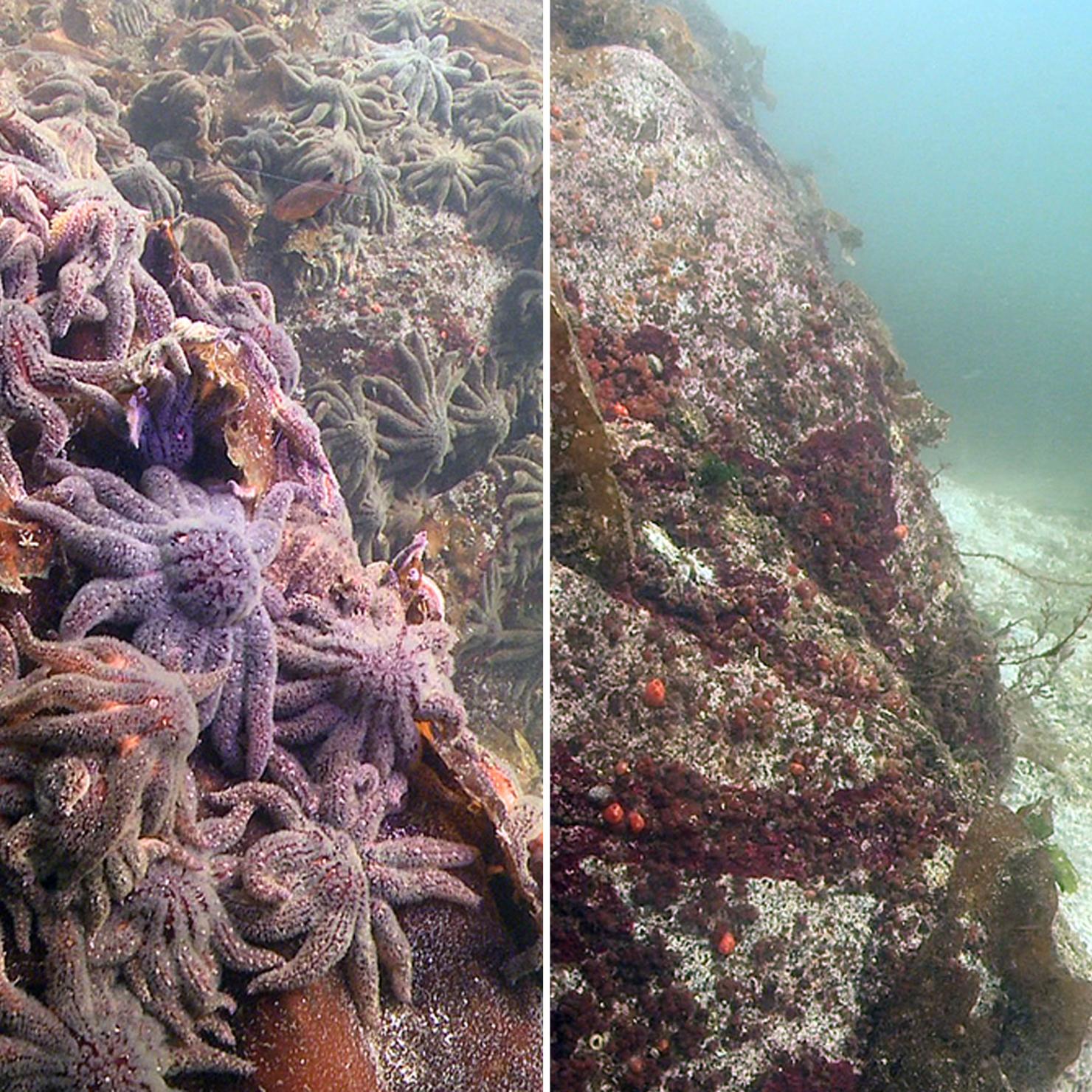 Sunflower sea star, before and after 