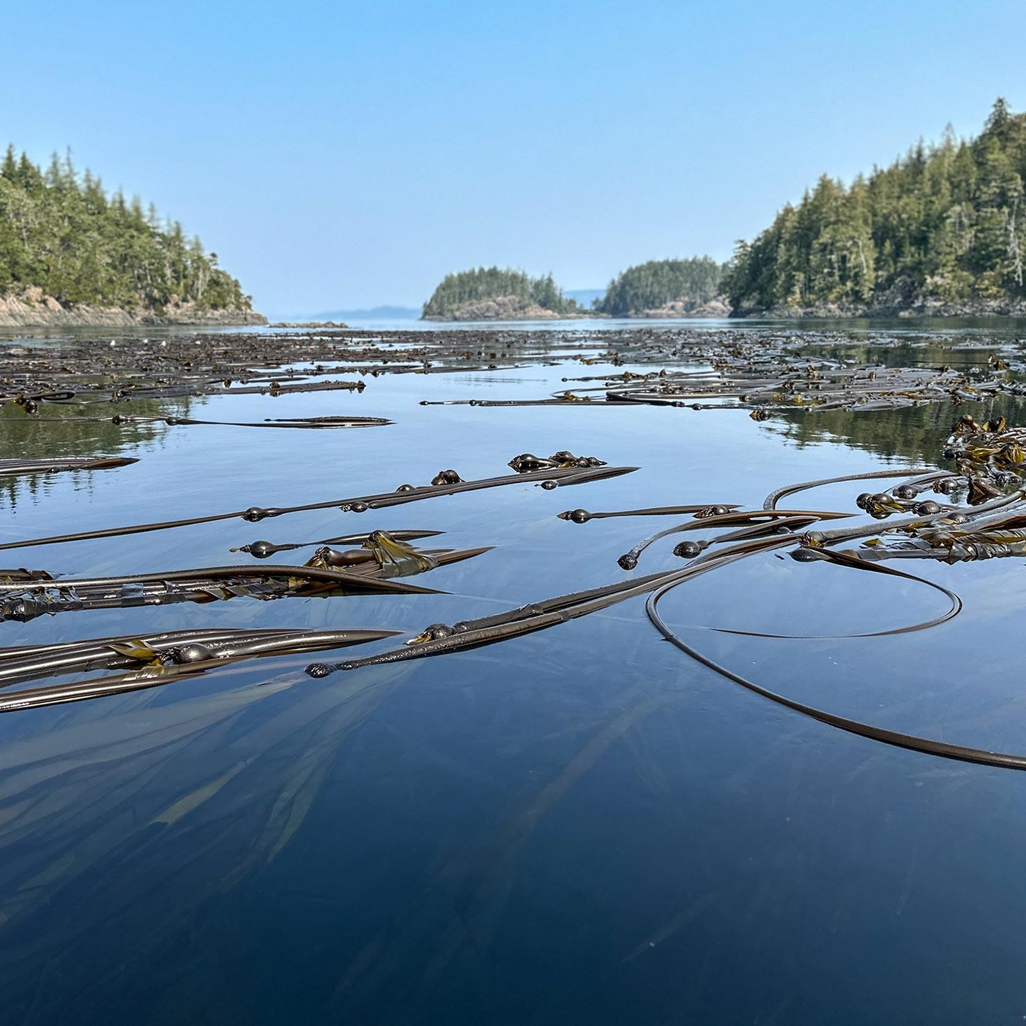 Kelp on surface of still water in British Columbia
