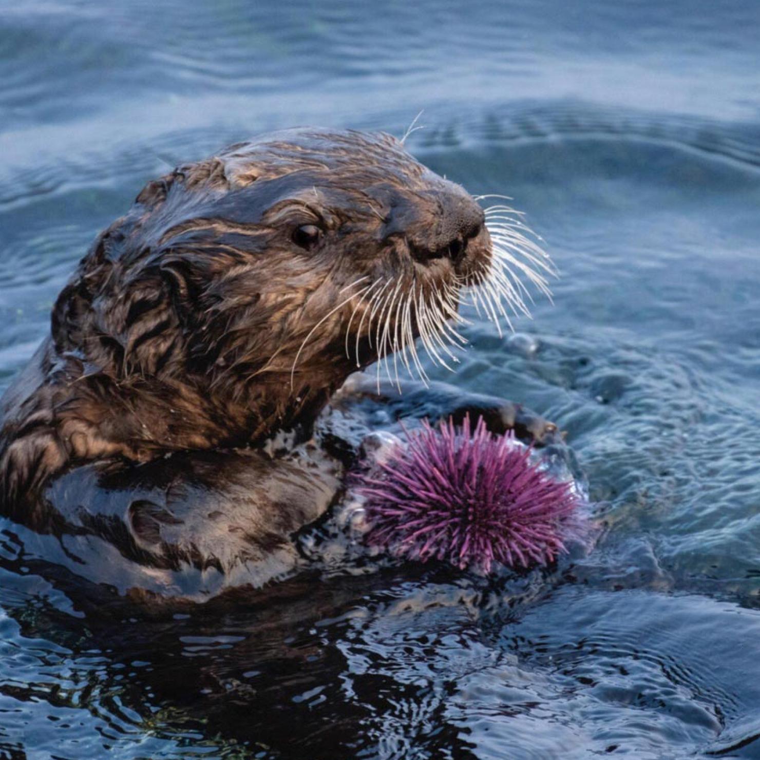 Otter eating urchin