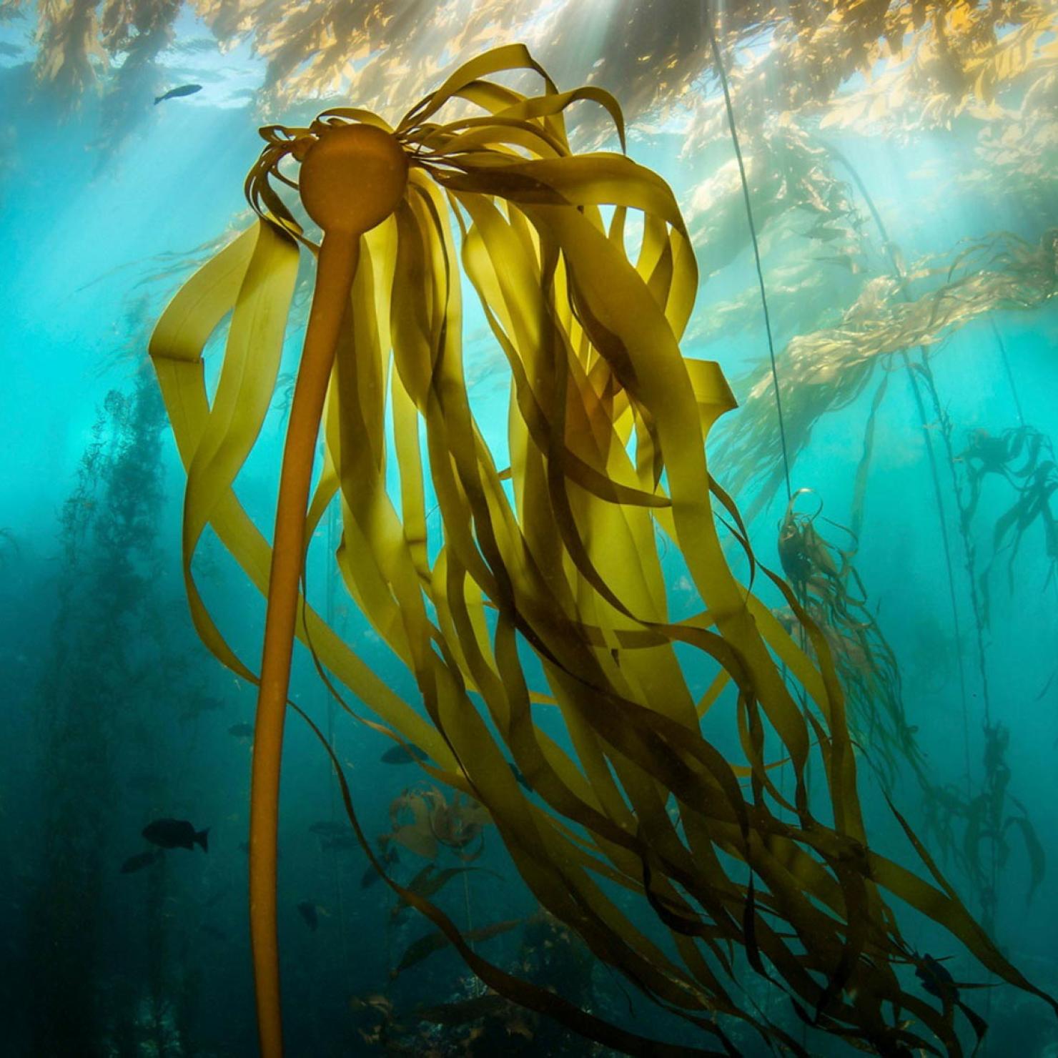 Bull kelp growing under the canopy of giant kelp in Monterey Bay