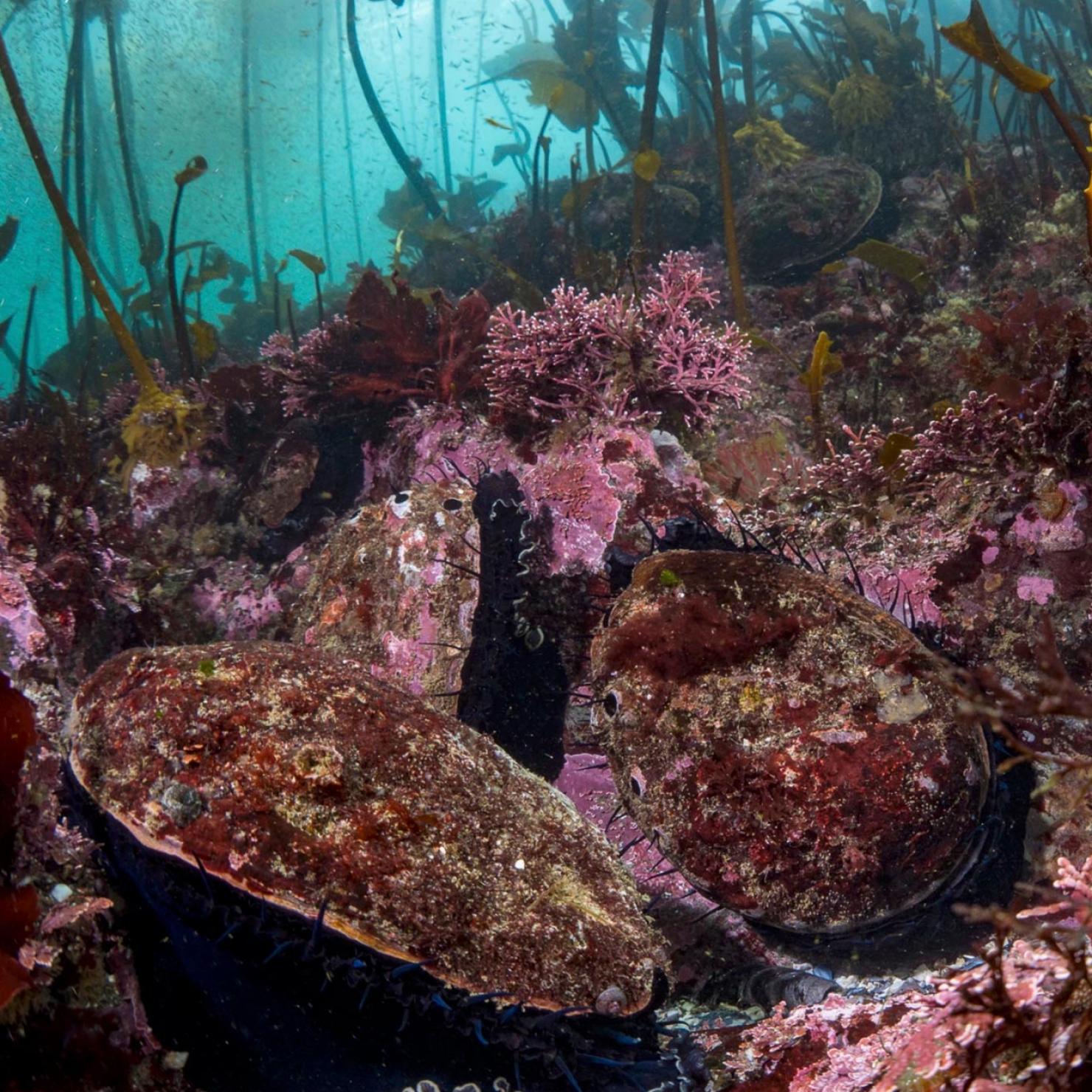 Red abalone under bull kelp