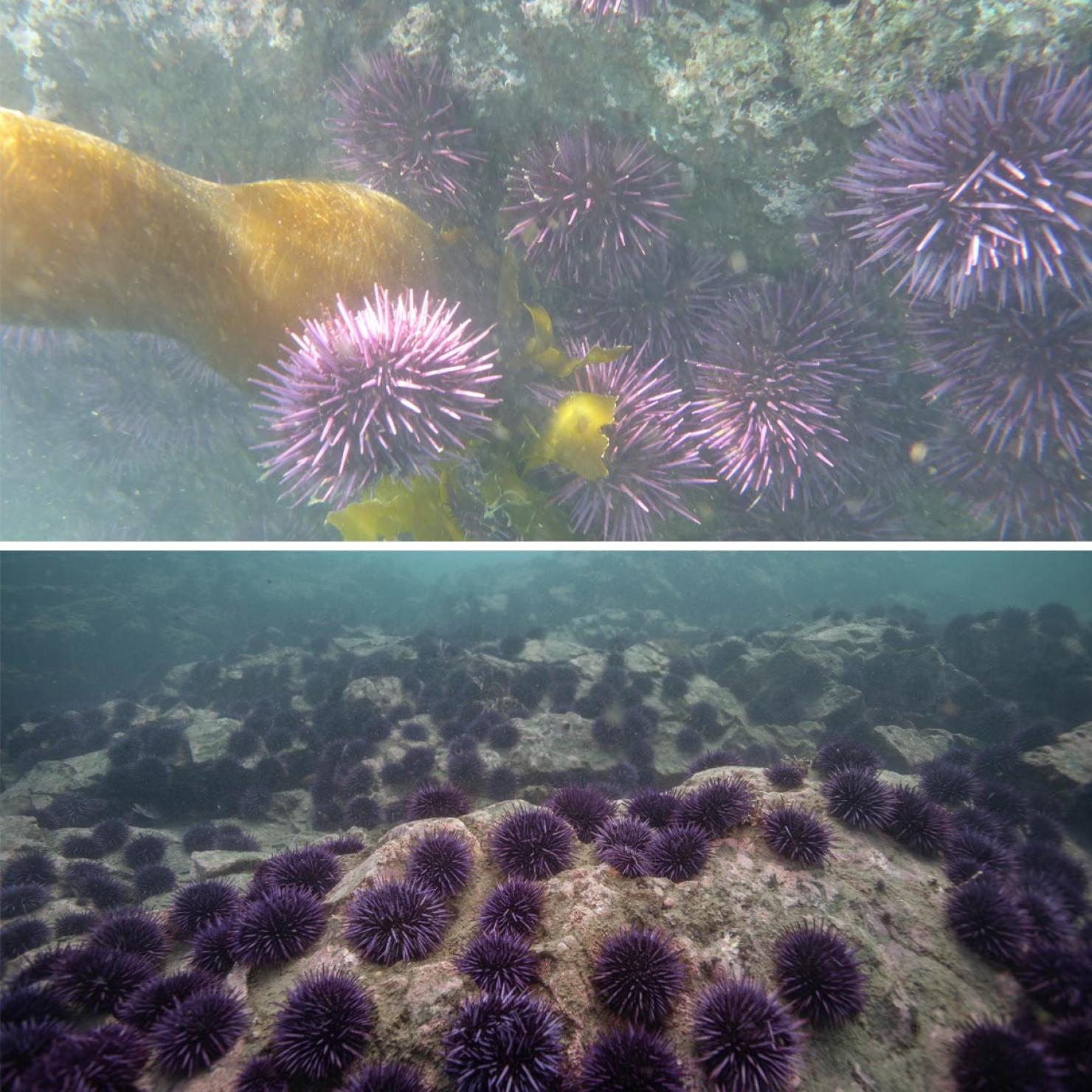 Two photos of urchin on sea floor