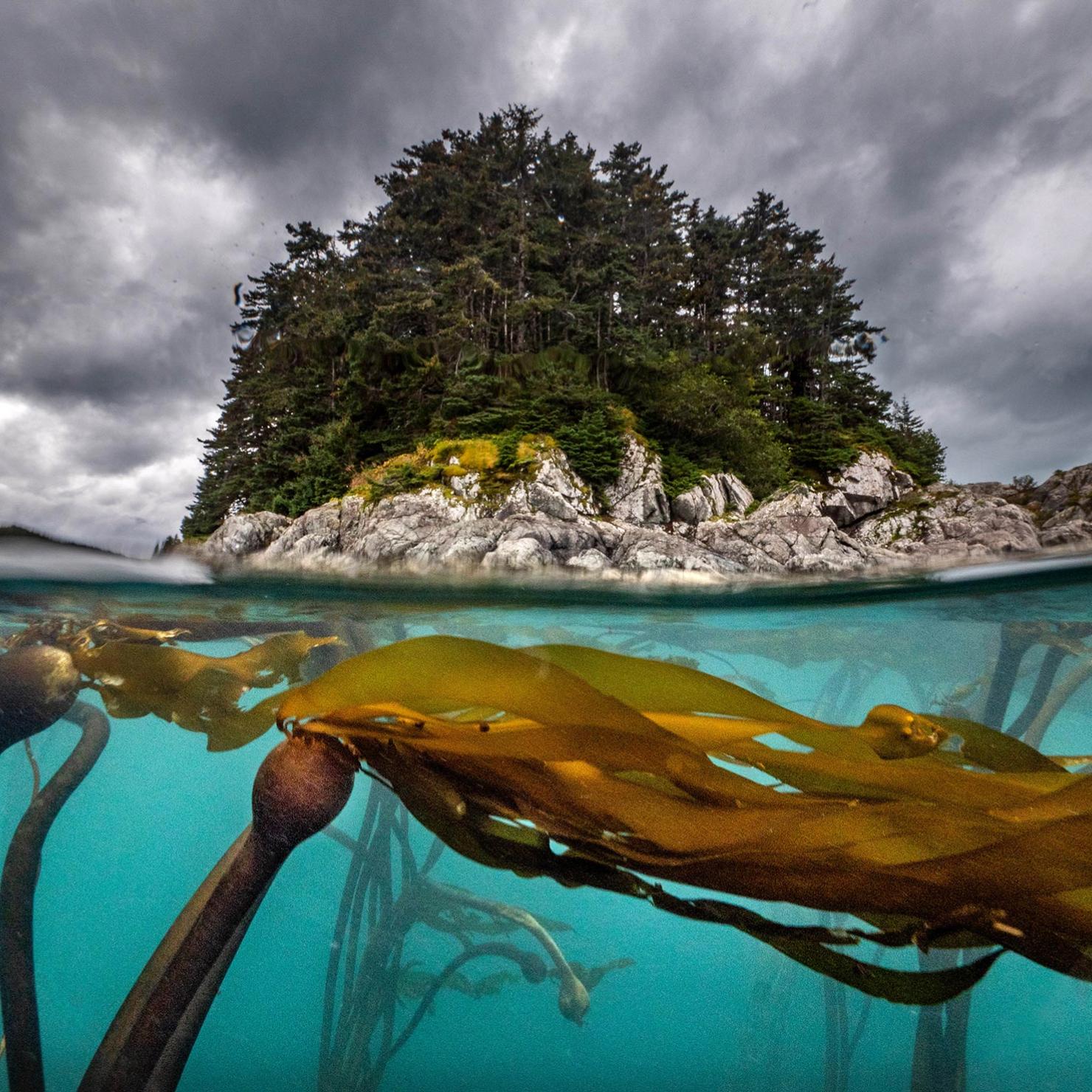 Bull kelp below water with view of rocky shore above water