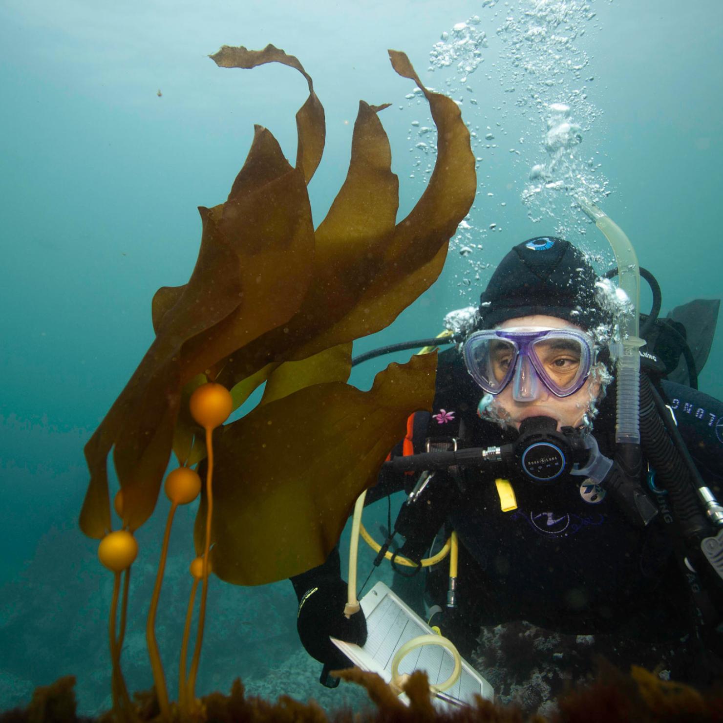 Baby bull kelp with researcher