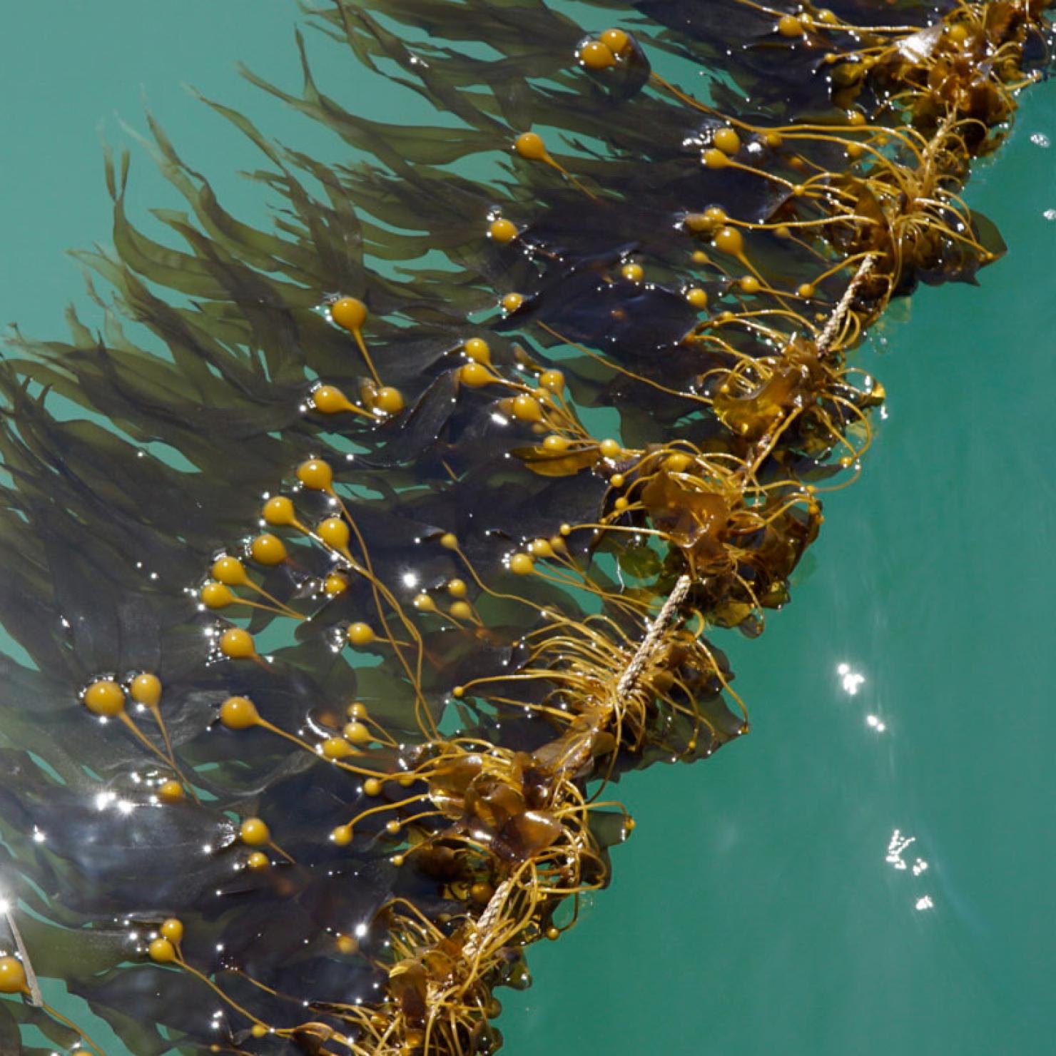 Bull Kelp farming