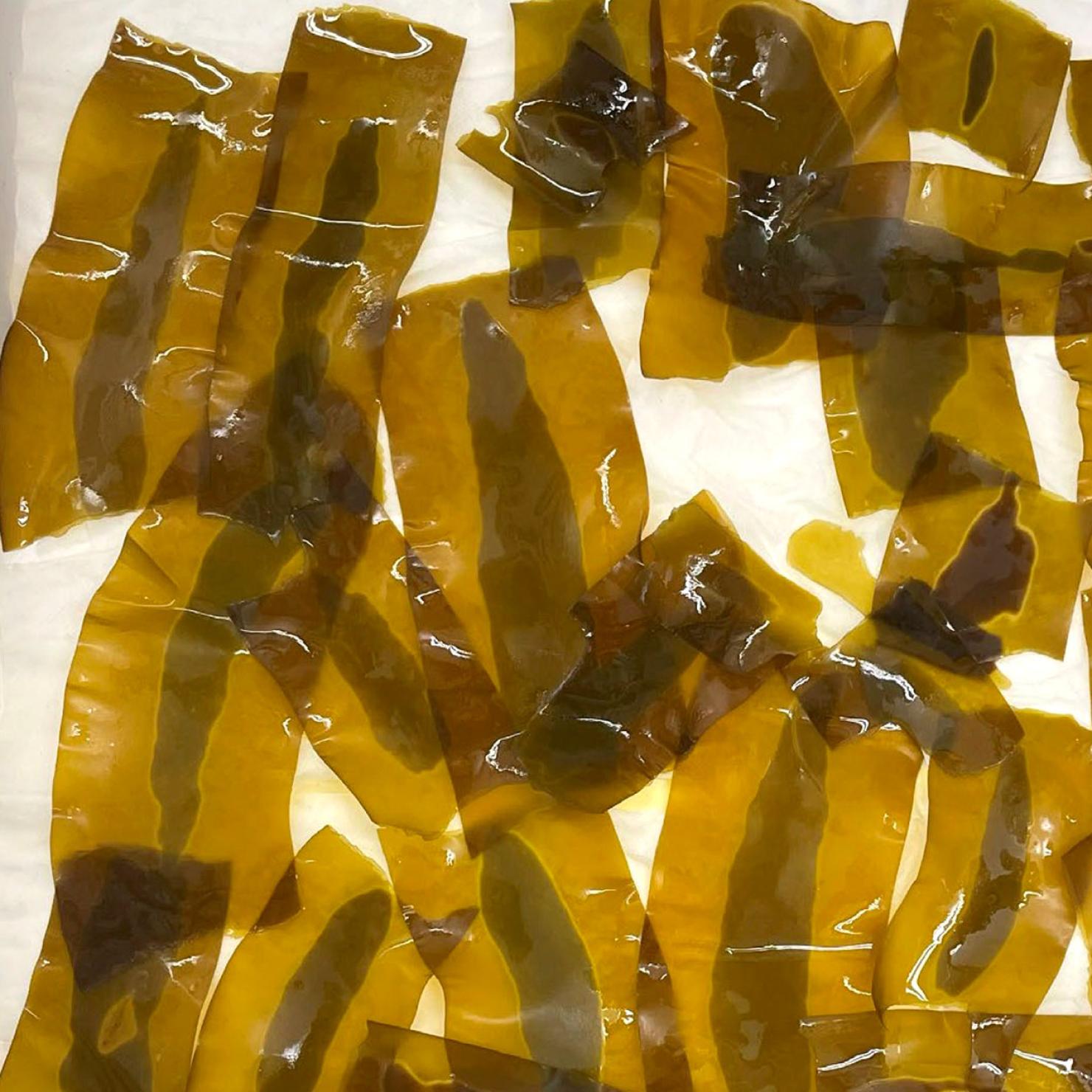 bull kelp sori