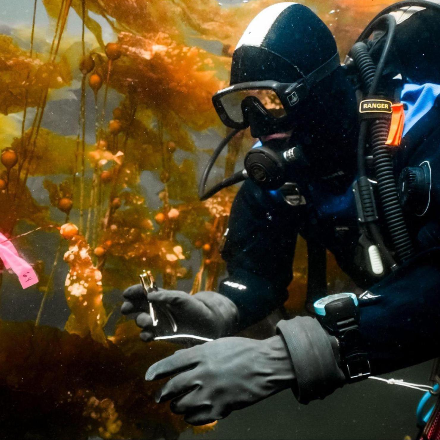 Diver measuring blade growth rates