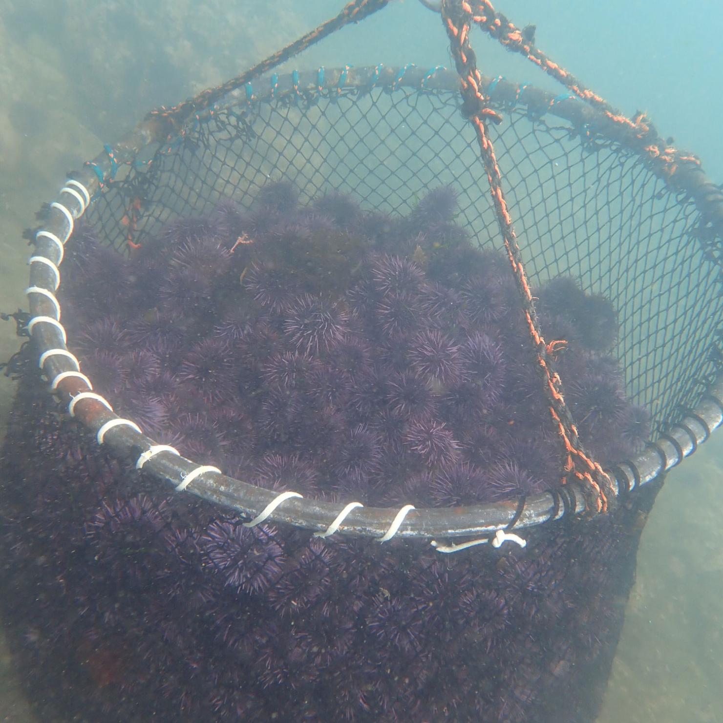 Urchin harvest, Portugese Beach 