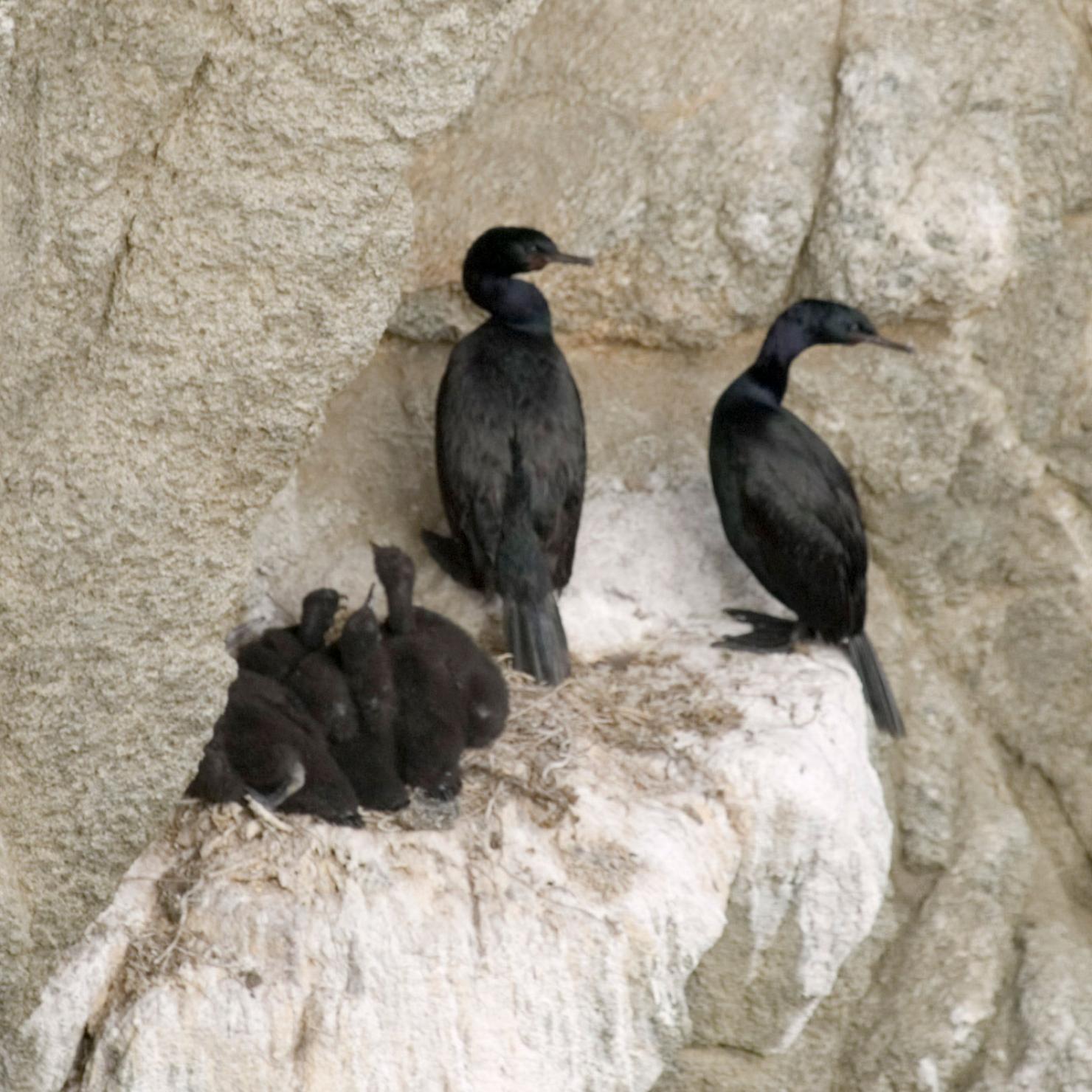 Cormorant nest