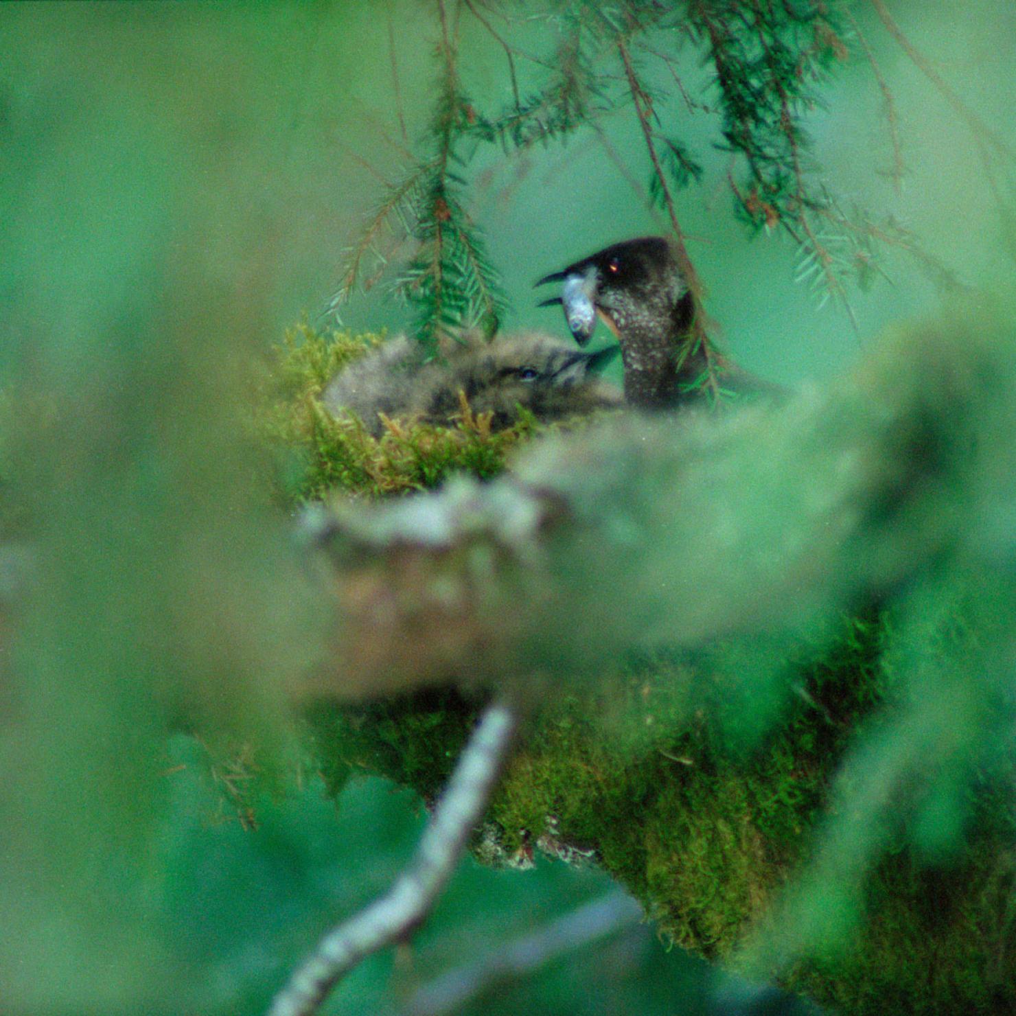 Murrelet feeding chick in nest