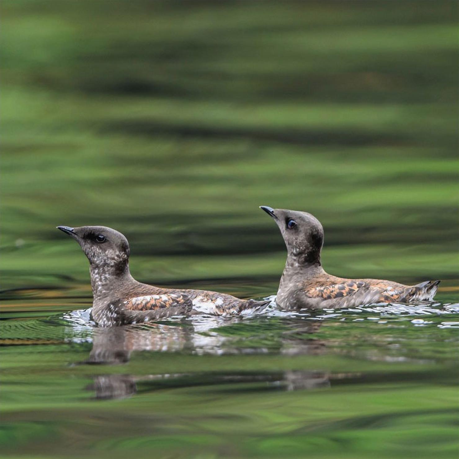 Marbled murrelet pair swimming