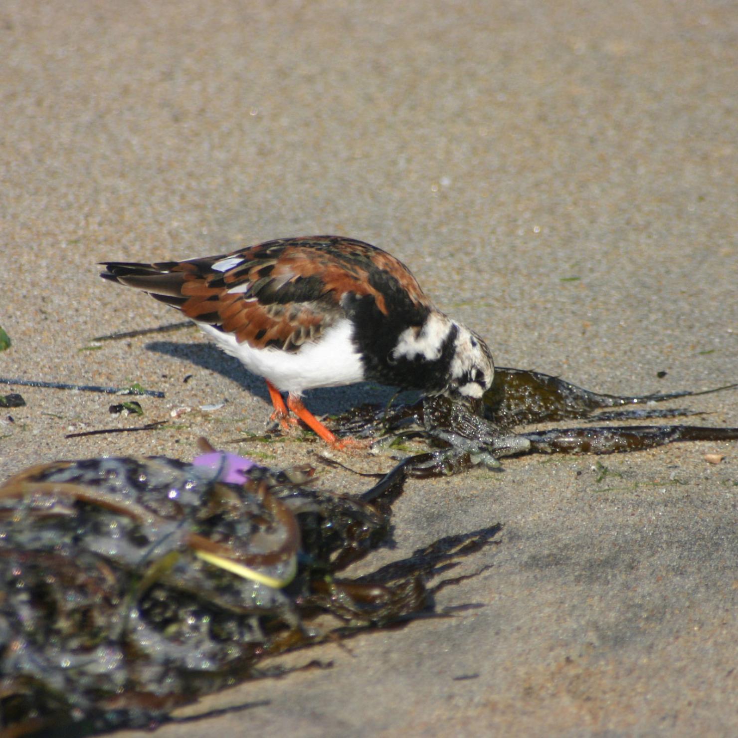 Ruddy Turnstone