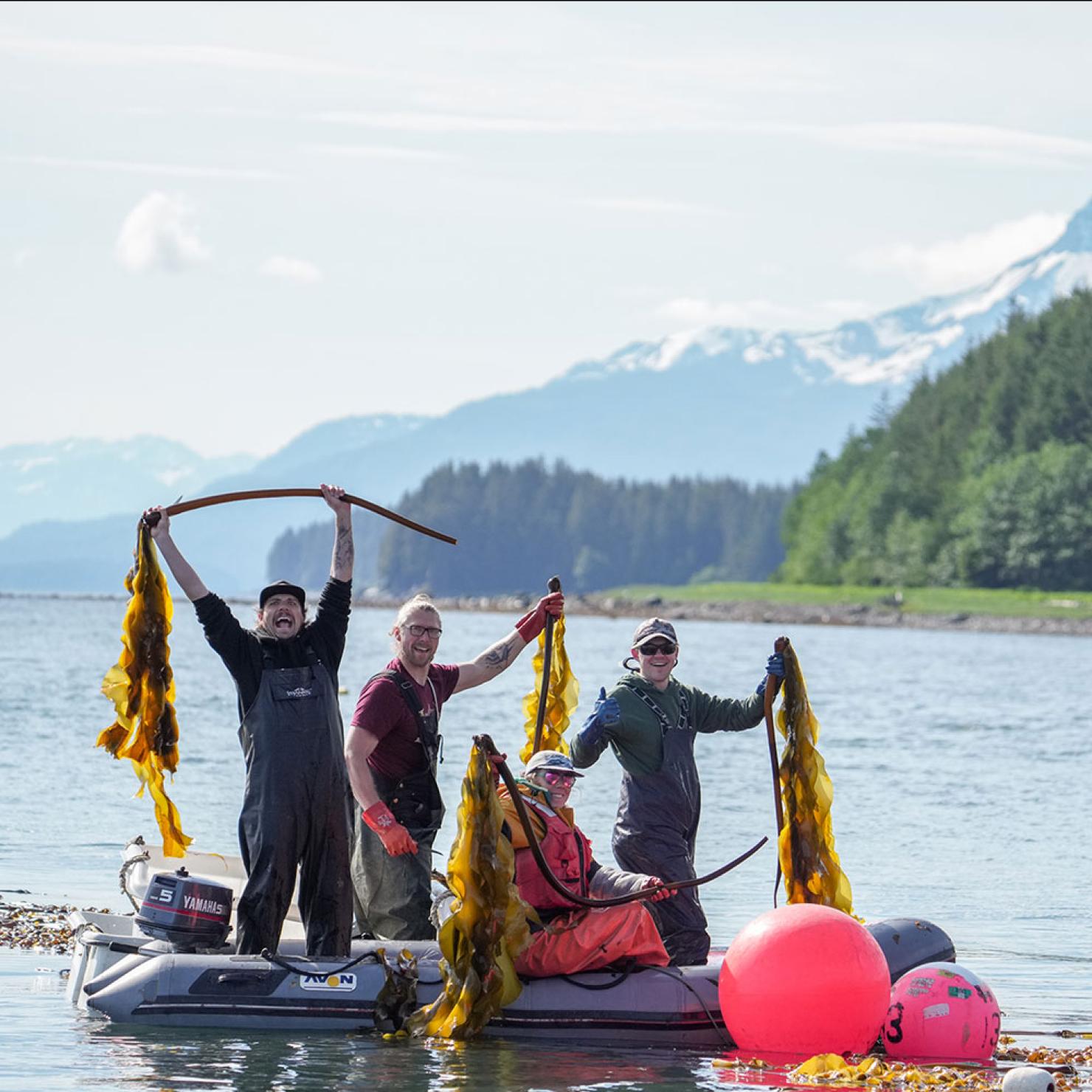 Harvesting kelp
