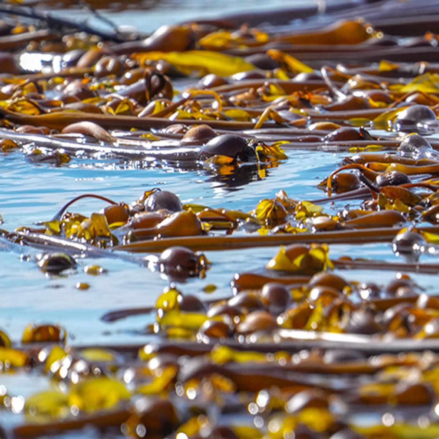 Kelp on surface of still water