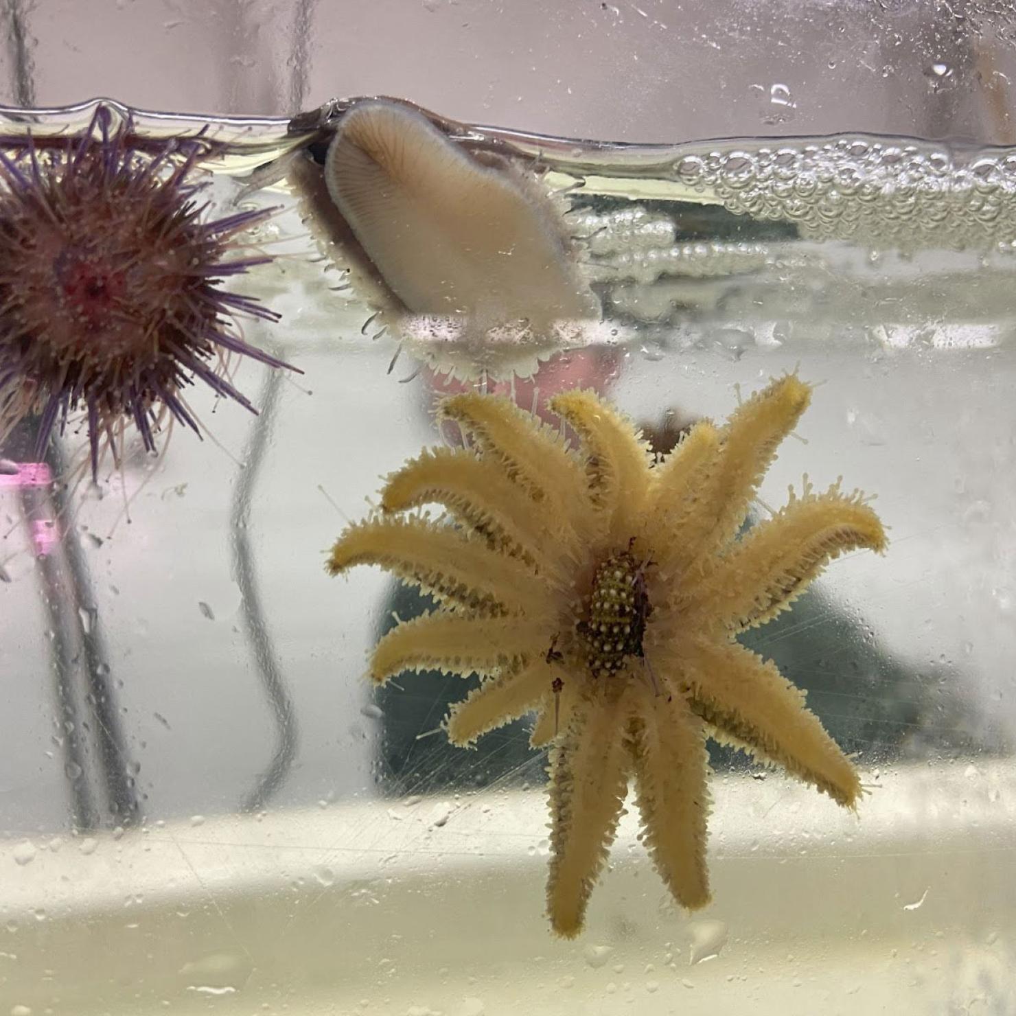 Sunflower star in aquarium tank
