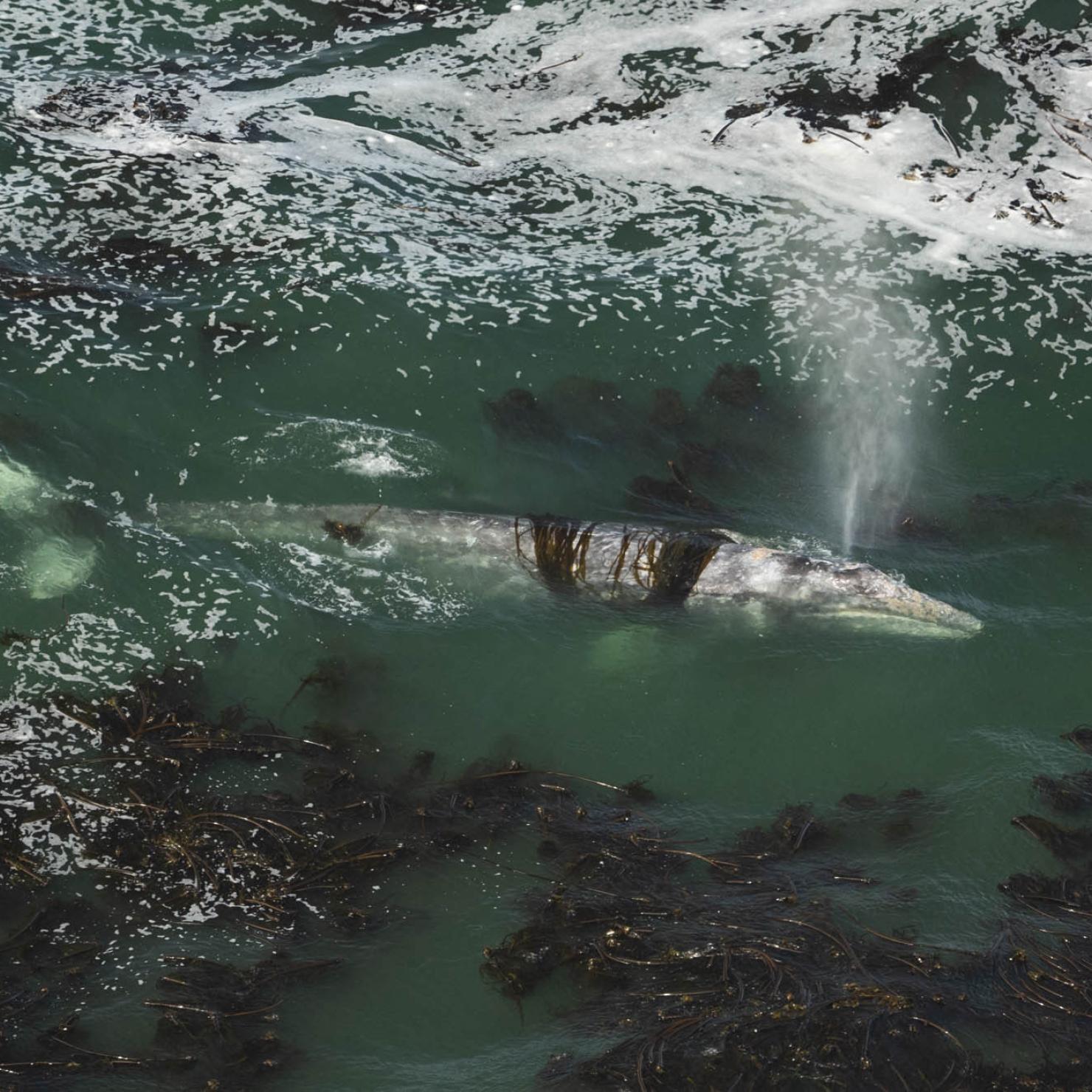 Whale in kelp