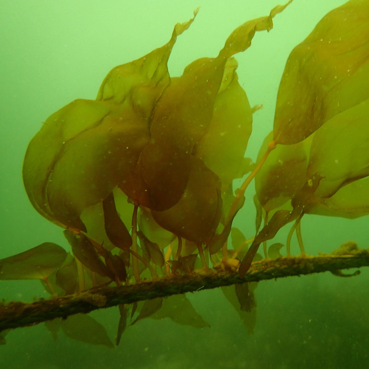 Baby kelp on twine underwater