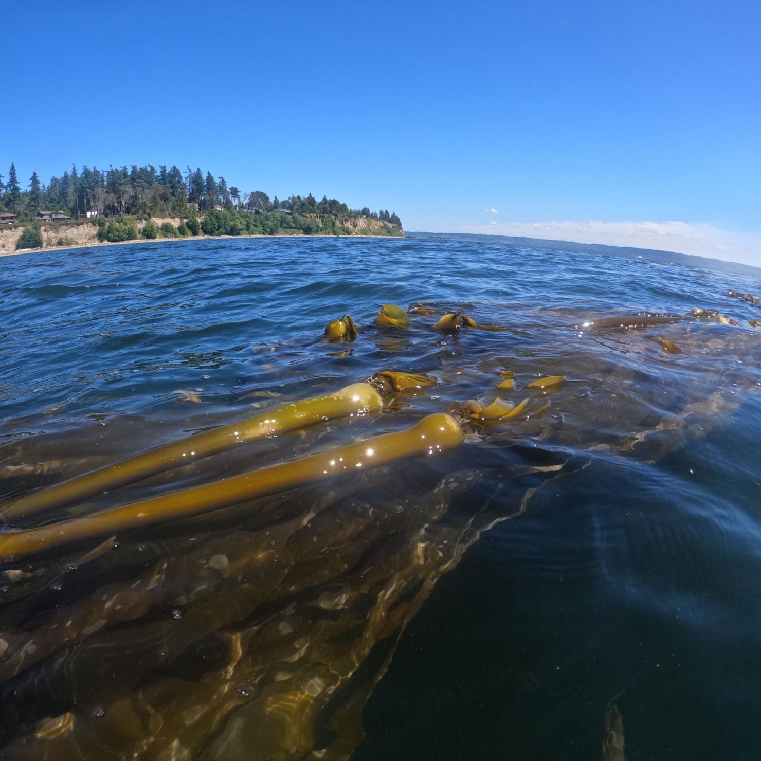 Kelp on surface of still water