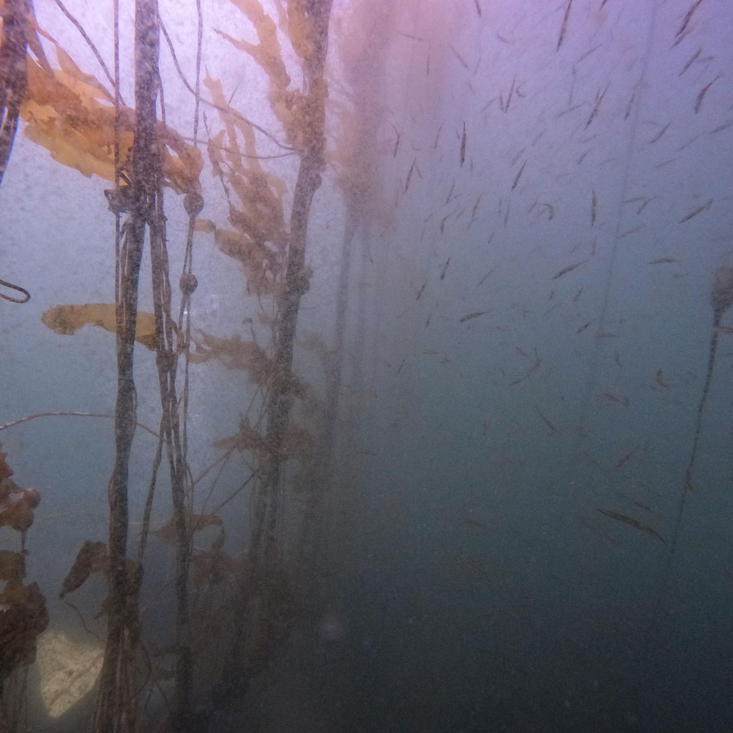 Forage fish swimming around maturing kelp