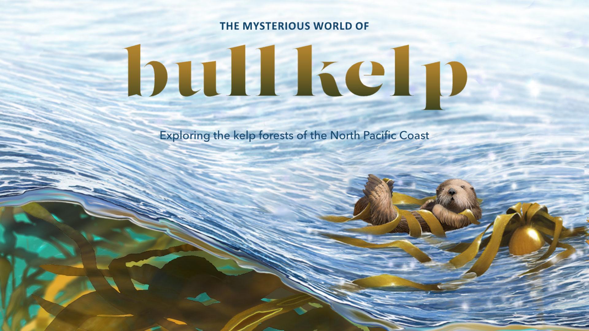 Illustration of ocean surface with otter floating among bull kelp.