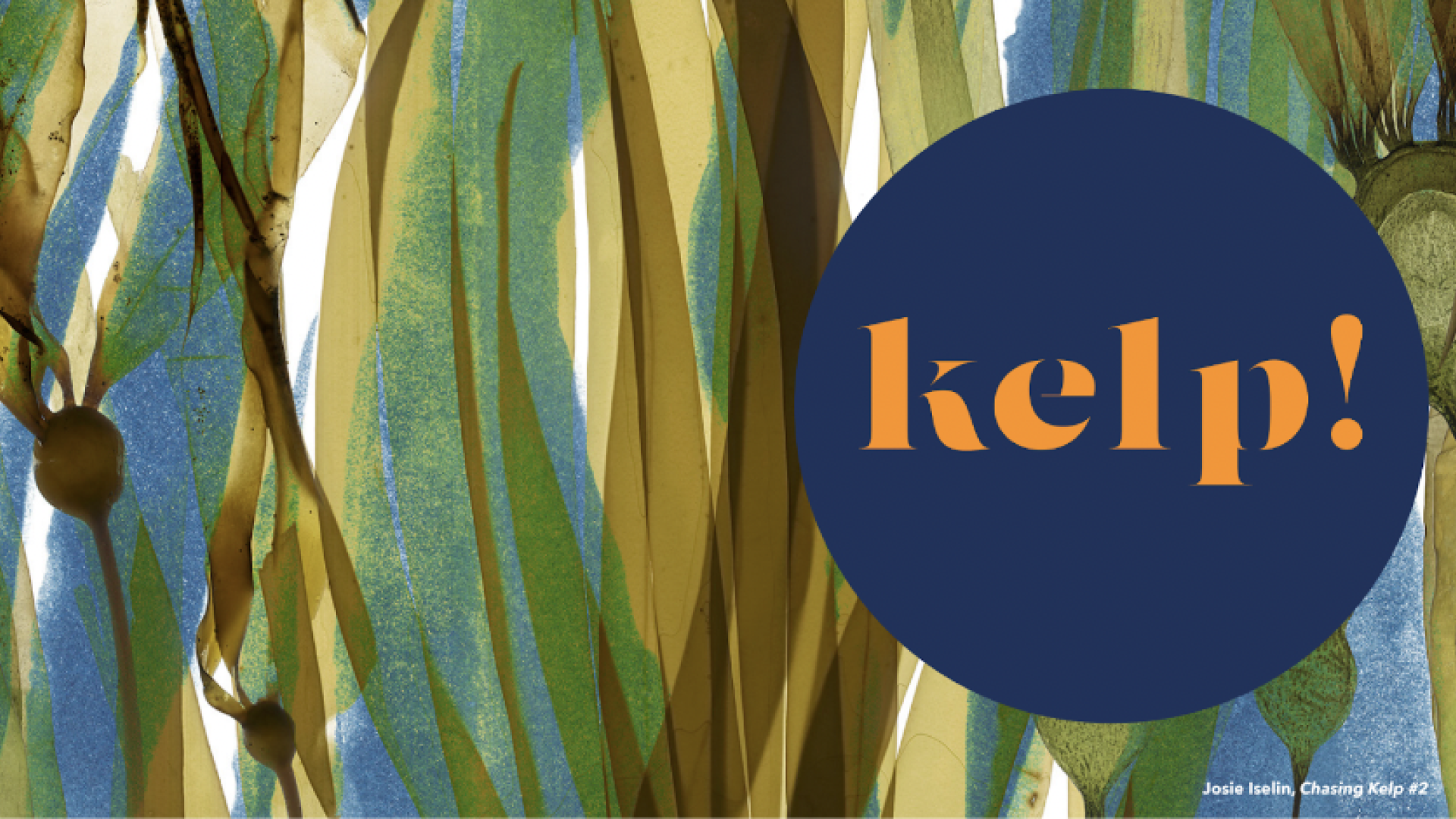 Bull kelp layered on a blue and white background. A blue circle with ochre font that says "kelp!"